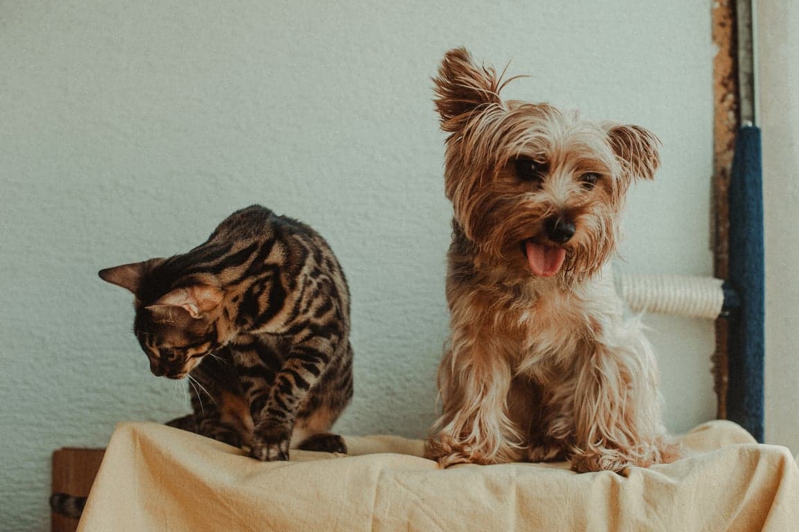 Productos de Mascotas